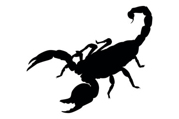 Obraz premium Vector art of Silhouette of a scorpion isolated on white background
