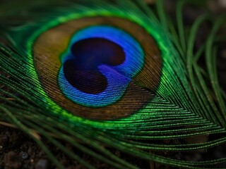 Fototapeta premium close up shot of vibrant peacock feather with showcasing its intricate texture and patterns