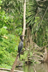 Slim black bird standing on a tree branch.
