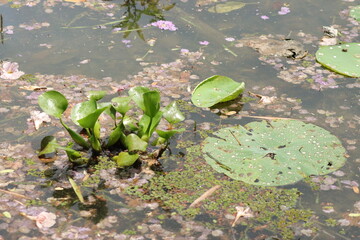 Floating plants in the lake or pond in central Trinidad.