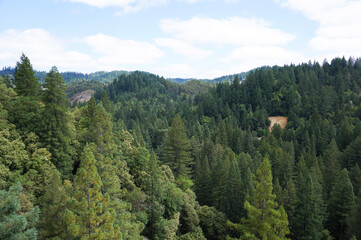 forest in the mountains