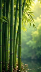 Vertical bamboo reeds create a textured, natural backdrop , pattern, tropical
