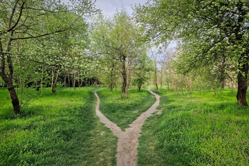 Split footpath in the forest, choosing the right way concept. Idyllic spring rural landscape with...