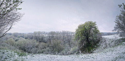 Snowy spring landscape with trees and grass covered with fresh snow, aster a snowstorm in April. The overcast sky casts a serene and subdued atmosphere, contrasting the white with touches of greenery