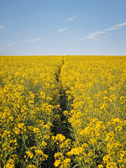 Vast rapeseed field in full bloom with bright yellow flowers and a footpath crossing the land, stretching toward the horizon. Dense clusters of blossoms contrast against the blue sky