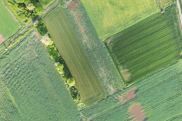 Fototapeta premium rural landscape with diverse crop fields from above, aerial drone top down view. Agricultural concept background