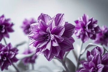 Obraz premium Serene Purple Dahlias: A Delicate Floral Still Life