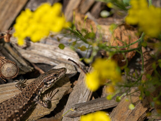 Common Wall Lizard in Sunlight Among Yellow Flowers and Wood Chips