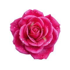 pink rose isolated on white
