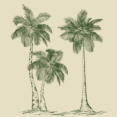 Tropical coconut palm trees. Hand drawn green elements for design. Botanical illustration in line art style.