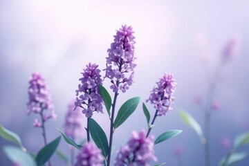 Fototapeta premium Serene Lavender Blossoms: A Soft, Dreamy Floral Still Life