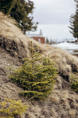Sapling of a conifer tree growing in a remote mountain area.