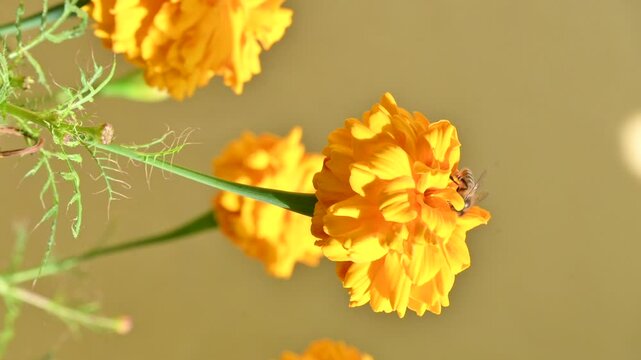 closeup the brown black honey bee hold on marigold  flower and take the juice with plants and leaves in the farm soft focus natural green brown background.