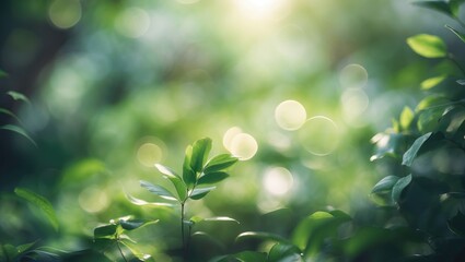 Out-of-focus photograph of green foliage in a garden, highlighting natural elements and sunlight, featuring green plants as a background.