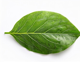 Obraz premium large leaf isolated on white background with intricate veins foliage nature photography