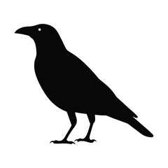 Silhouette of a watchful black bird standing isolated on a white background
