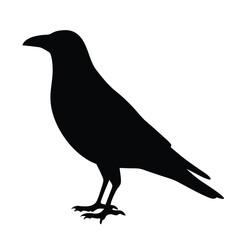 A Silhouette of a Crow Standing Tall with a Smooth Black Body