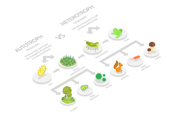 3D Isometric Flat  Illustration of Heterotroph And Autotroph, Food Chain