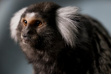 The Common Marmoset (Callithrix jacchus), also called White-Tufted Marmoset or White-Tufted-Ear Marmoset.