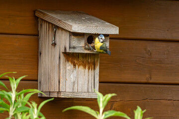mésange en pleine action su run nichoir