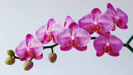 Obraz premium Lovely Phalaenopsis orchid blossoms, isolated on a simple background