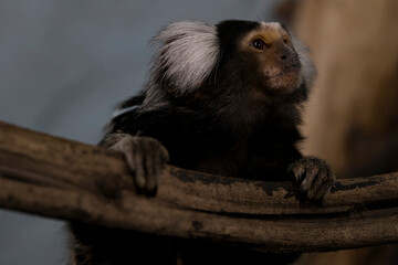 The Common Marmoset (Callithrix jacchus), also called White-Tufted Marmoset or White-Tufted-Ear Marmoset.