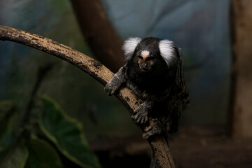 The Common Marmoset (Callithrix jacchus), also called White-Tufted Marmoset or White-Tufted-Ear Marmoset.