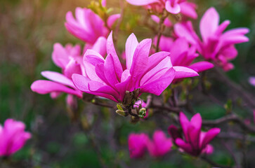 Fototapeta premium Blooming pink magnolia branch with blurred focus on soft green nature background. Side view.