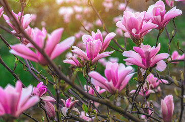 Blooming pink magnolia branch with blurred focus on soft green nature background. Sunlight. Side view.