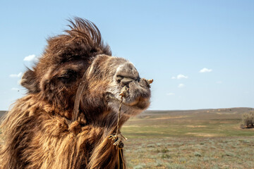 Close-up of a camel's head. Portrait of a camel in harness. Muzzle of a camel with a byuli. A wooden stick inserted into a hole pierced in the camel's nose to control the loaded animal.