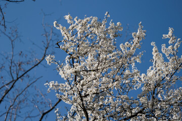 dettagli in primo piano di rami di un albero con tantissimi fiori bianchi, di giorno, in un ambiente naturale di campagna in Italia, in primavera