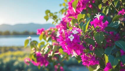 Obraz premium Tropical vine Bougainvillea enhances the sunny scenery.