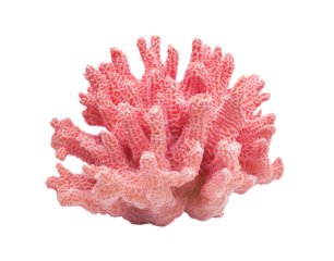 Blush Reef Bloom Delicate Pink Coral Formation isolated on white or transparent background