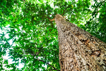 Looking up to the big and tall tropical tree trunk with green leaves of rainforest trees. From down to the treetop.Look at the tree from below for environment protection, environment friendly concept.