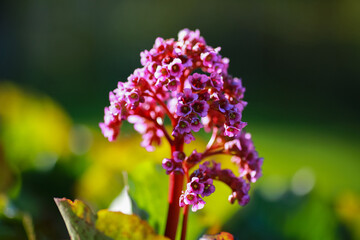 Medical plant Bergenia Cordifolia