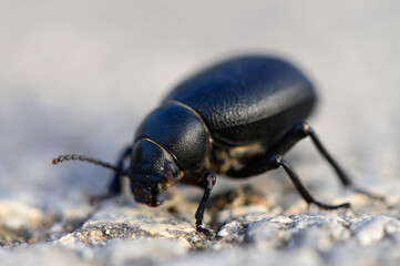 Close-Up of Timarcha Beetle on Leaf in Natural Light