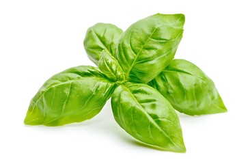 Fototapeta premium A fresh basil leaf isolated on a white background