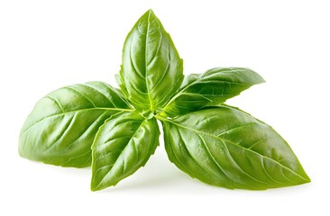 Obraz premium A fresh basil leaf isolated on a white background