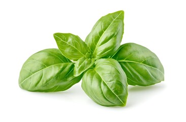 Fototapeta premium A fresh basil leaf isolated on a white background