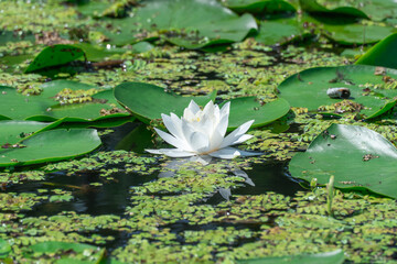 Group flowers lotus of white water lily grows and bloom in river. Nymphaea alba it has roots are...