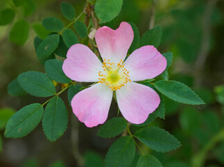 Beautiful close-up of rosa orientalis