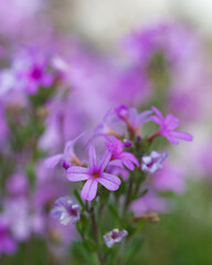 Beautiful close-up of erinus alpinus