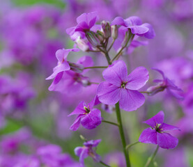Beautiful close-up of hesperis matronalis