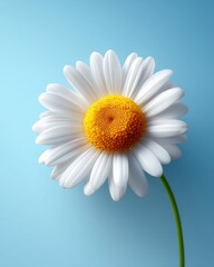 Naklejka premium A pristine white daisy with a vibrant yellow center is presented against a soft, pastel blue backdrop.