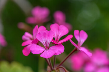 Fototapeta premium Pink pelargonium flowers lit by soft sunset light. Delicate blossoms in calm garden atmosphere.