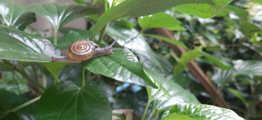 Close-up of a snail crawling on a green leaf in a lush garden environment showcasing nature's details