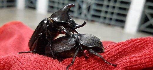 Close-Up of Two Beetles on Red Fabric Surface in Indoor Environment at Night Time