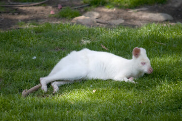 wallaby resting on the grass