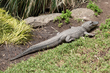 the alligator is walking away from me