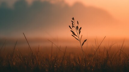 Serene Sunrise Meadow: A Single Blade of Grass Stands Tall in the Misty Dawn